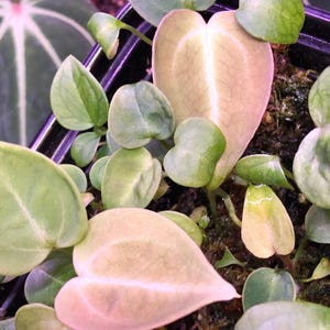 May include: Close-up of a potted plant with heart-shaped leaves. The leaves vary in color from light green to pale yellow and pink. The plant is surrounded by smaller, rounded green leaves.