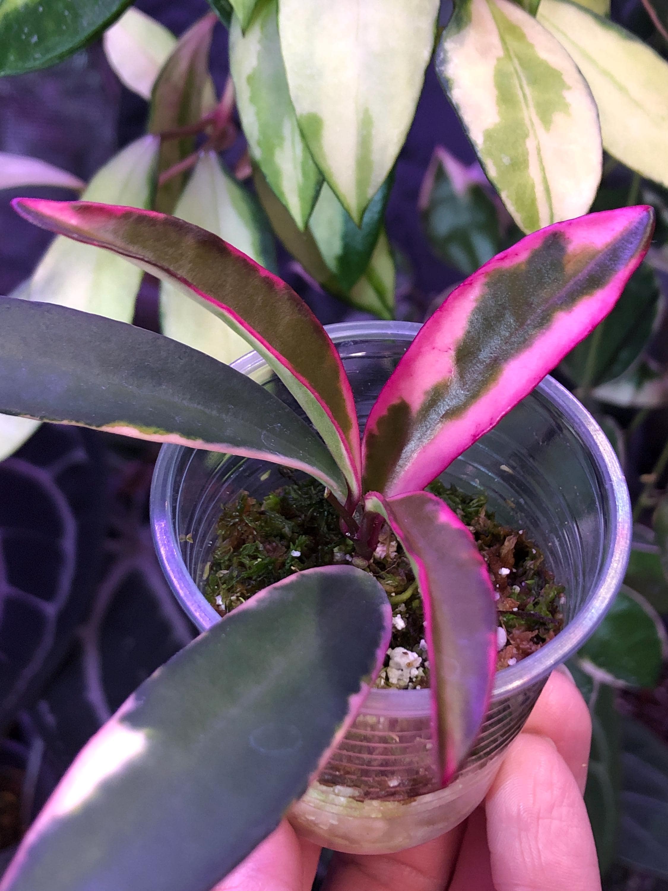 【オニヤドカリ】オーダーNo.1204 Hoya Kentiana Lori Lyn- Lightly Rooted- New Growth- GORGEOUS