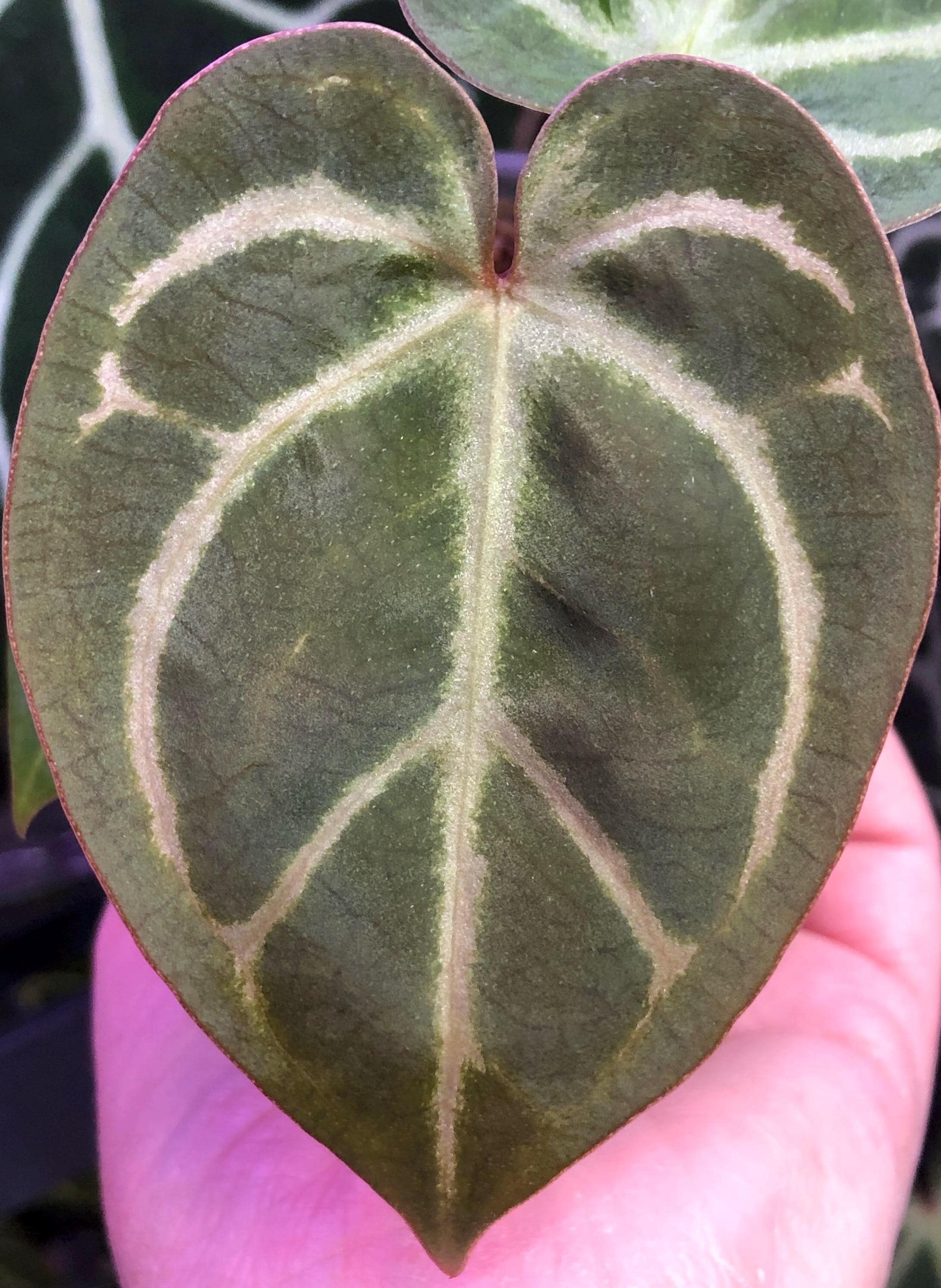 Anthurium Kos Hu - Etsy