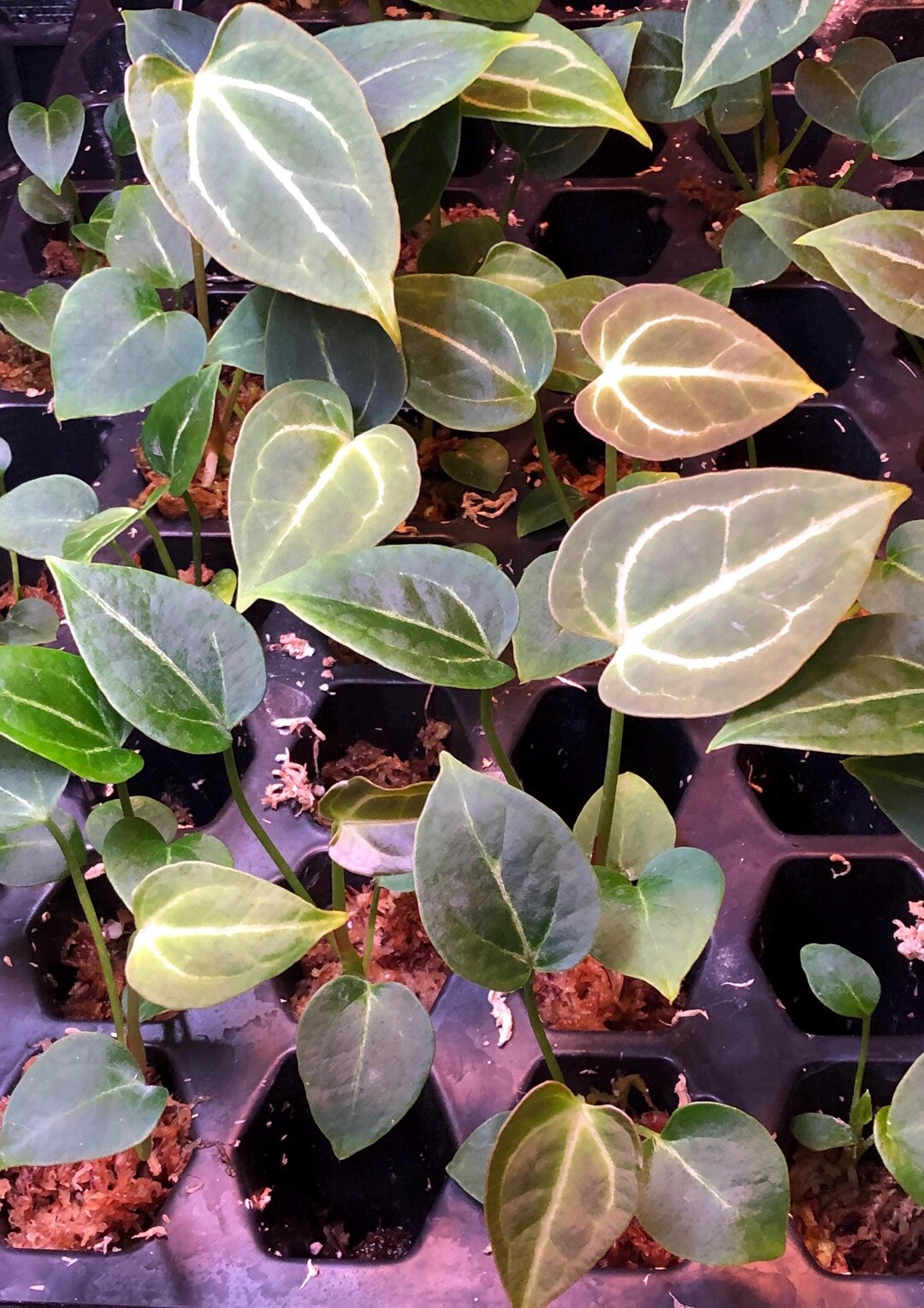 Anthurium - 2 - Chocolate Crystal X Raspberry Noid - 2 Seedlings ...