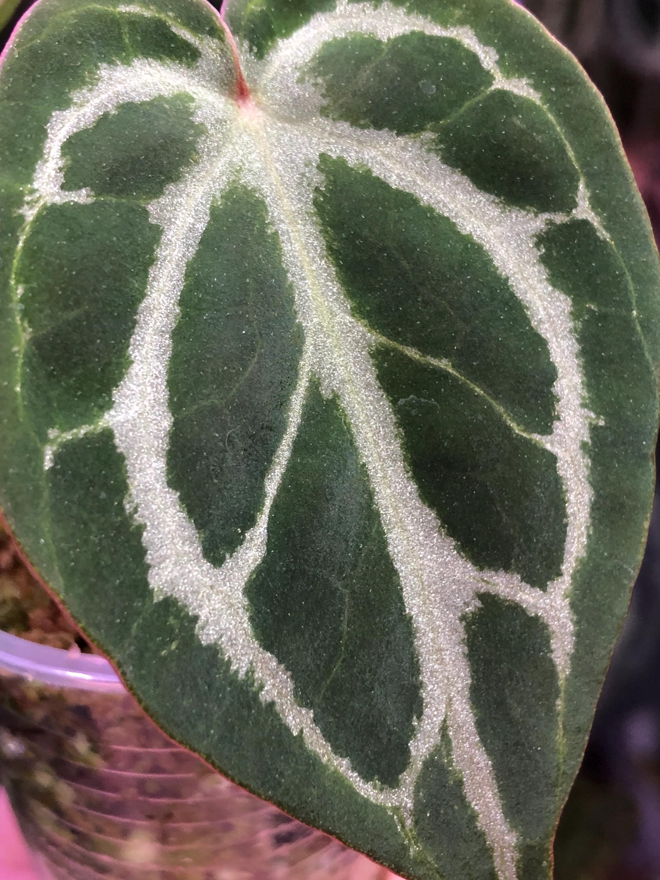 Anthurium RC X KOS Seedling , Forgetii - King of Spades HU, (K