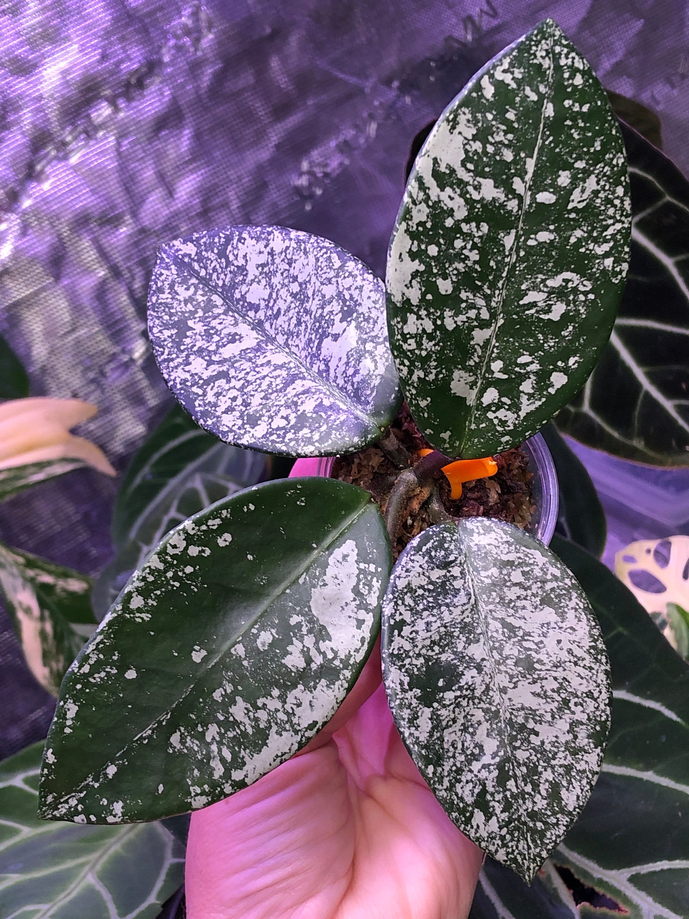 Hoya Carnosa Stardust- Lightly Rooted - GORGEOUS SPLASH- Splashy