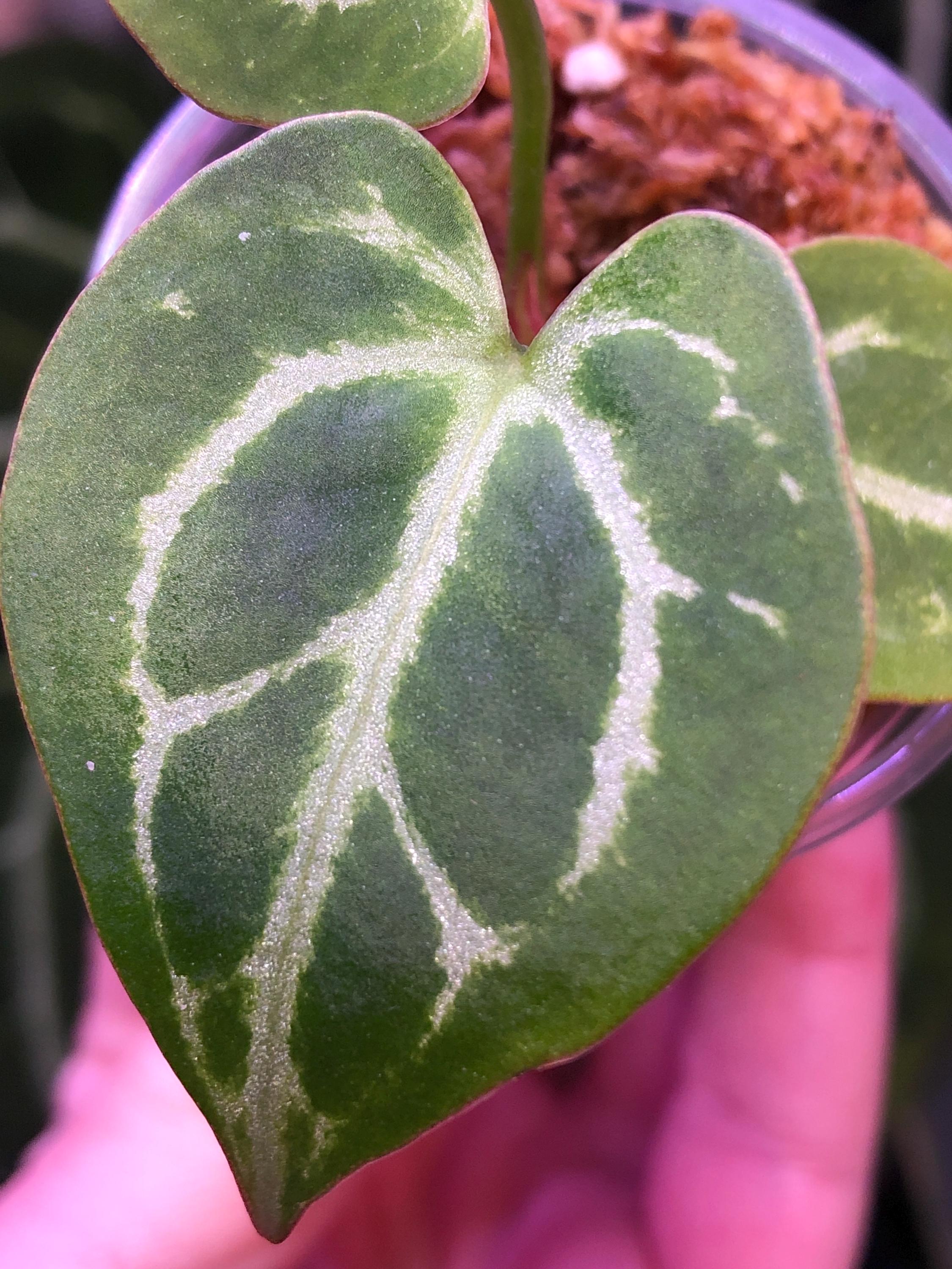Anthurium Hybrid- Magnificum X Dorayaki X Forgetii Silver - Velvet