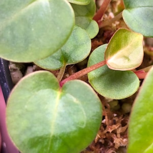 May include: Close-up of a Peperomia plant with vibrant green, heart-shaped leaves. The leaves have a glossy texture and are attached to reddish-brown stems. The plant is in a small pot, with a focus on the fresh, healthy foliage.