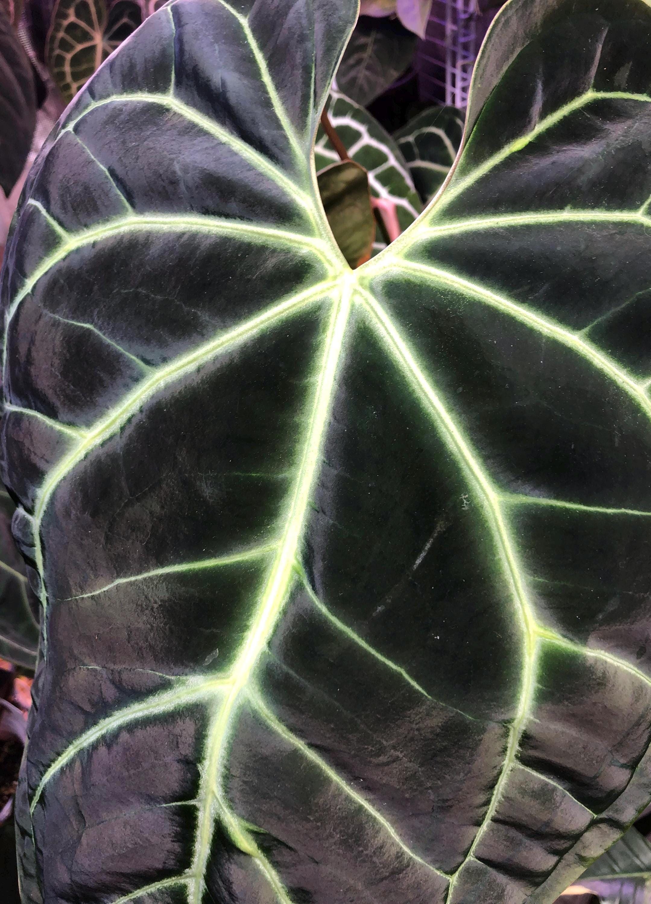 Anthurium Hybrid - Besseae Aff Black X Forgetii Black - 1 Seedling