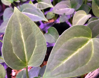 Anthurium Hybrid- 2 - Chocolate Crystal x Raspberry Noid - 2 Seedlings -Red Emergents -velvet- bright veins - WAVY - dark- GC