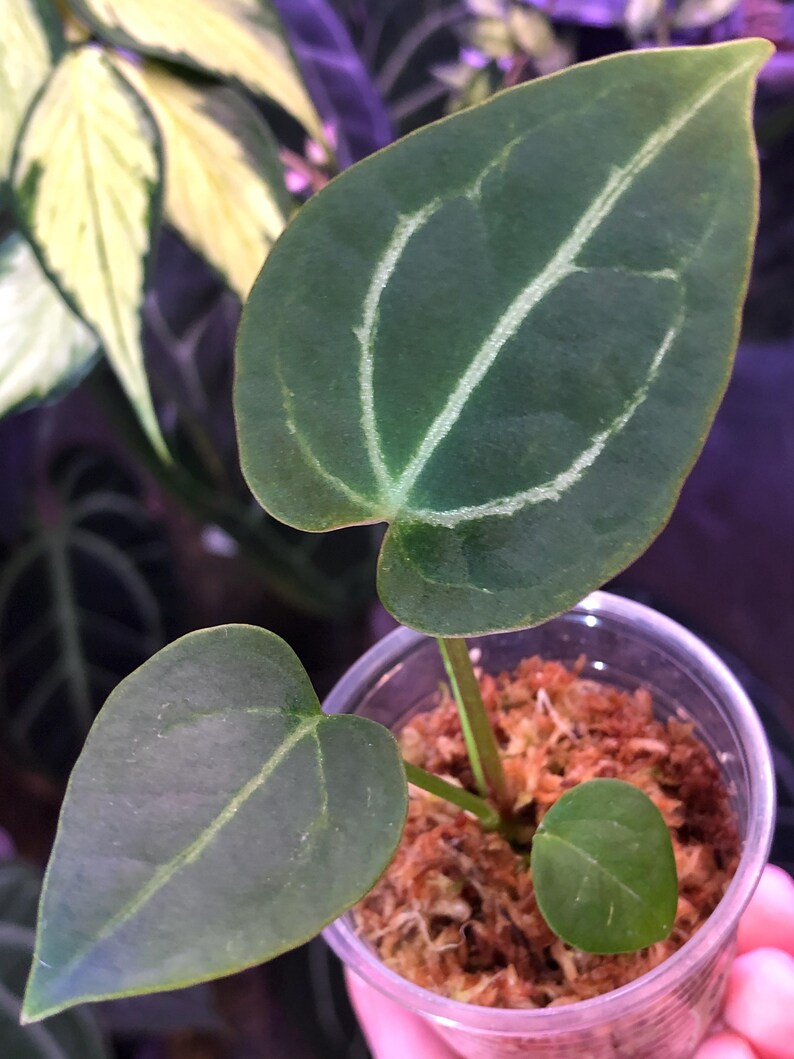 Anthurium Chocolate Crystal X Raspberry Noid - 1 Seedling - (C)- Velvet ...