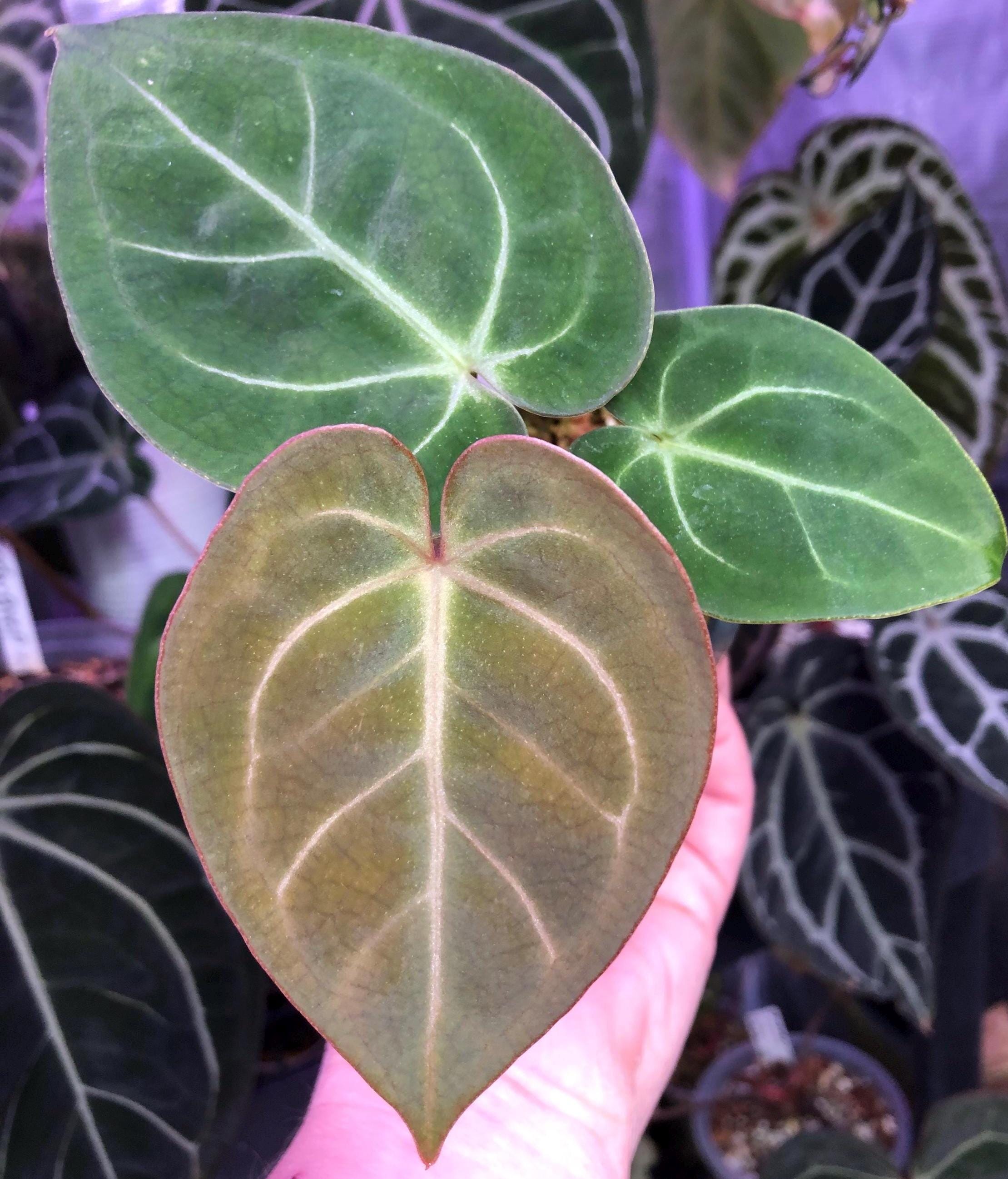 Anthurium Kos X Hu - Etsy
