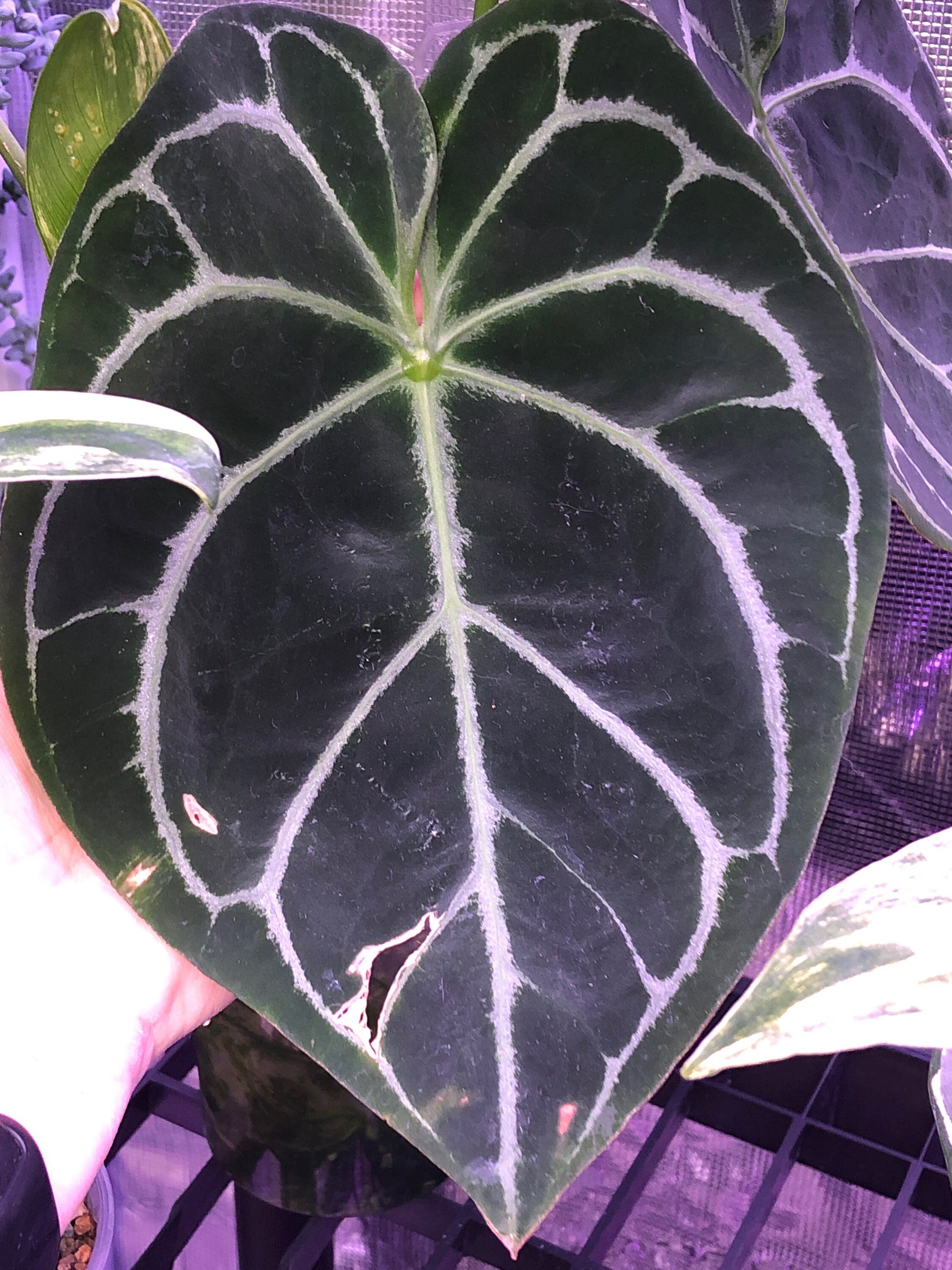 8 Anthurium Seedlings- Dorayaki X Forgetii Silver X Forgetii
