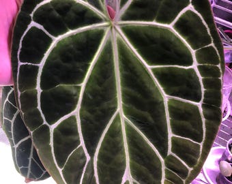 Anthurium Hybrid-2 - Chocolate Crystal x Raspberry Noid - 2 Seedlings - 1st leaves-Red Emergents -velvet- bright veins - WAVY - dark- GC