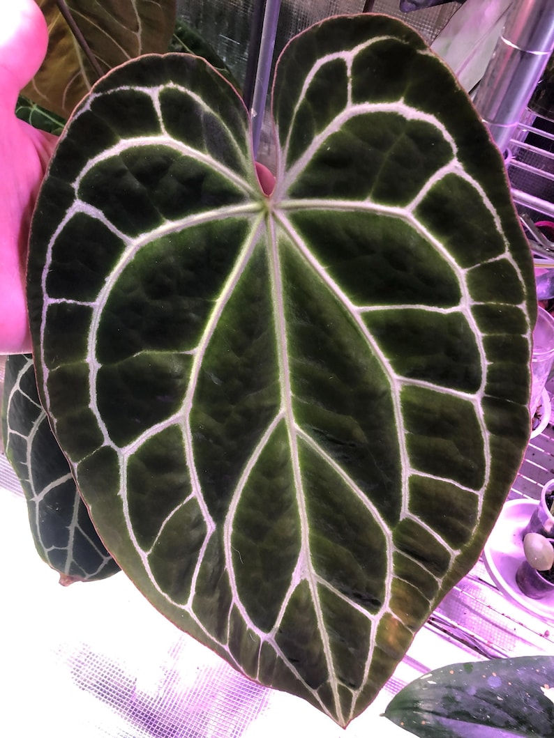 Anthurium Chocolate Crystal X Raspberry Noid - 1 Seedling - (C)- Velvet ...
