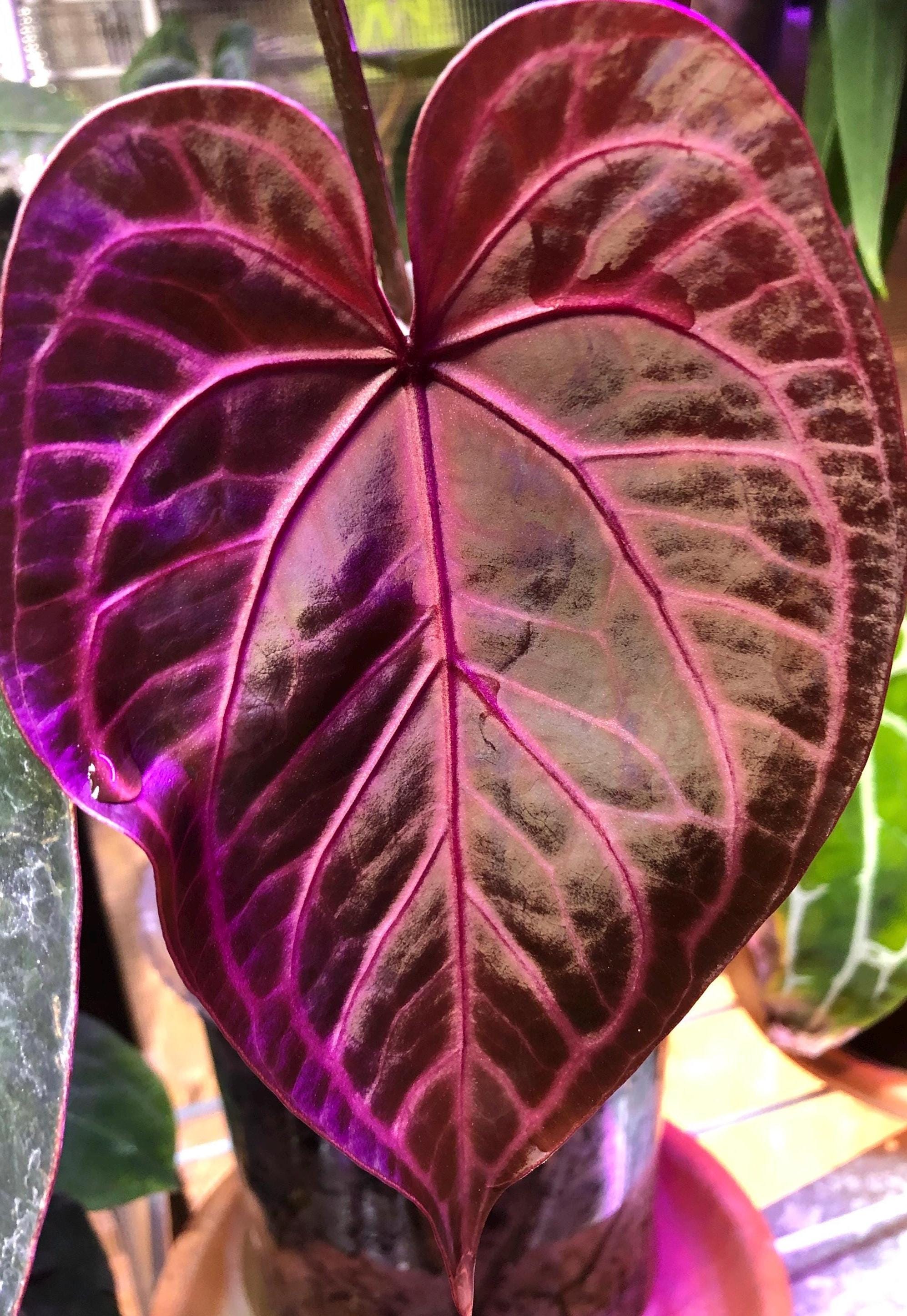 Anthurium Hybrid-2- Forgetii X RC X KOS Hu- 2, 1 Leaf Sprouts