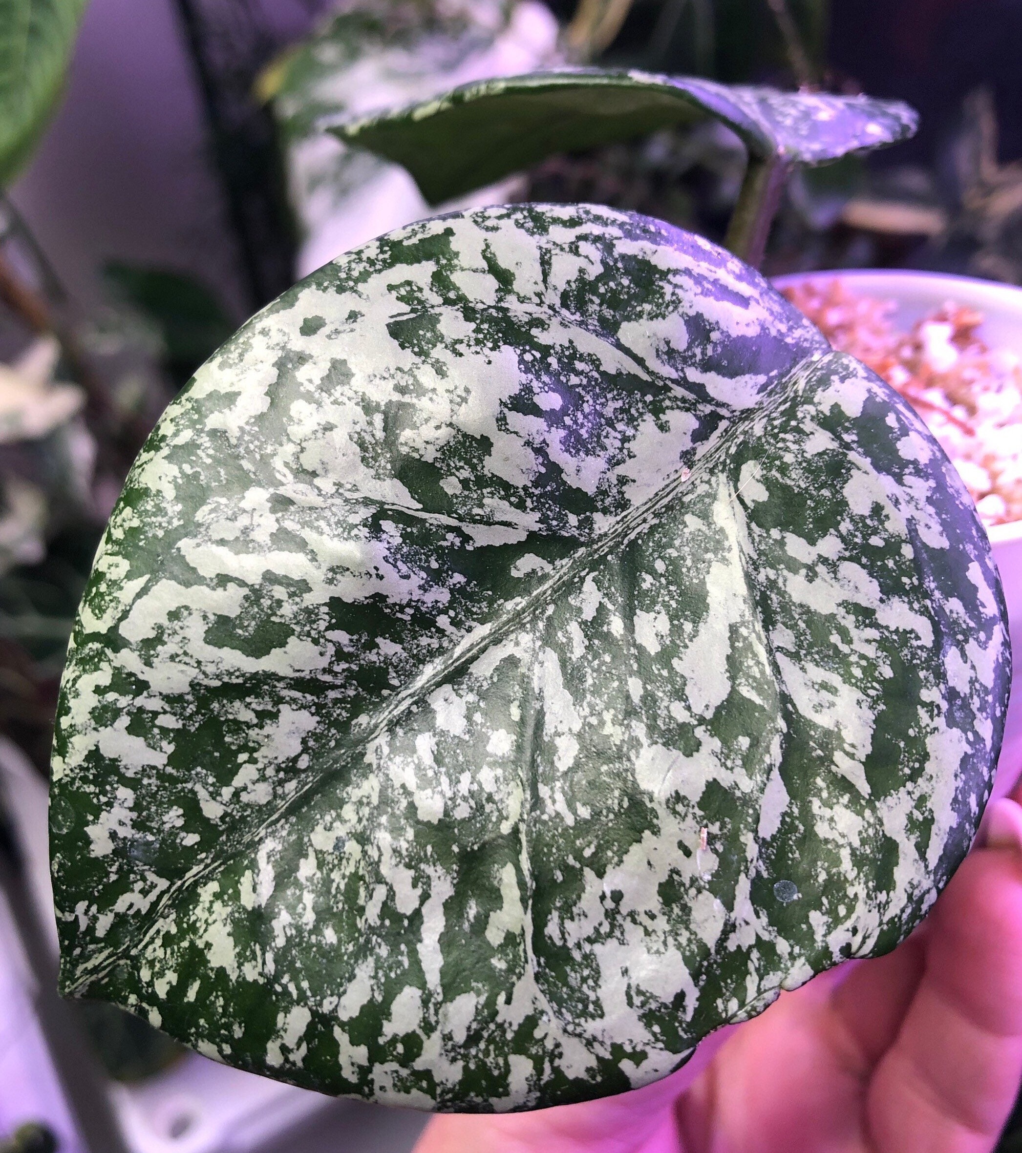 Hoya Carnosa Stardust- Lightly Rooted - AMAZING SPLASH - Pillowy
