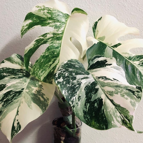 Hoya Mathilde Variegated Splash - Lightly Rooted - Small Growth