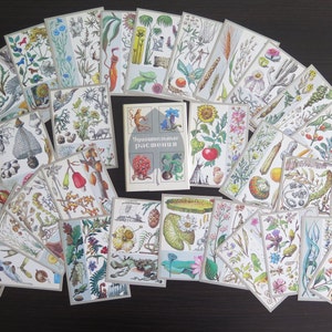 Botanische kaarten Set van 31 plantenprints, plantillustraties 'Amazing Plants' 1989 USSR Vintage verzamelobject bloemen wilde plantenkaarten #807-15