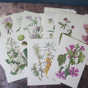 Ensemble de 25 gravures de plantes botaniques, illustrations d'herbes médicinales, vintage 1980, collection florale d'herbes sauvages pour scrapbooking #813-8