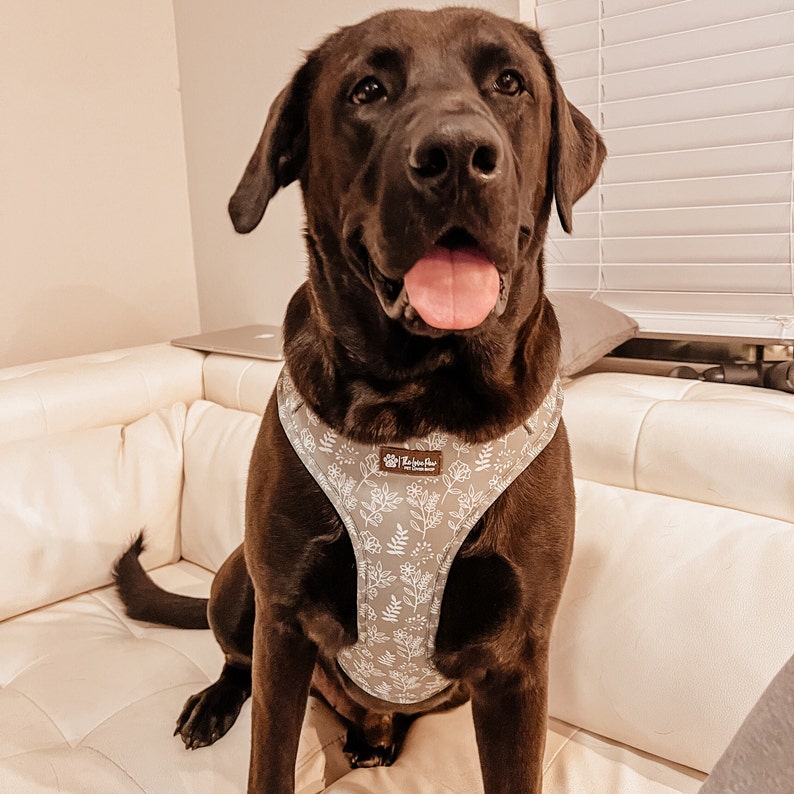 Sage Grün Boho Hundegeschirr, niedliches Hundezubehör, Mädchen / Jungen Hundegeschirr, Blumenstilvolles Muster, weicher und haltbarer Hund, goldene Schnallen Bild 9