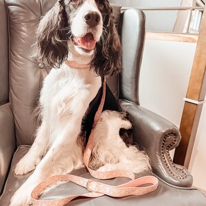 Op de afbeelding: Een Springer Spaniel-hond met een roze bloemenkraag en riem zit in een grijze fauteuil. De hond kijkt omhoog en heeft zijn tong uitgestoken.