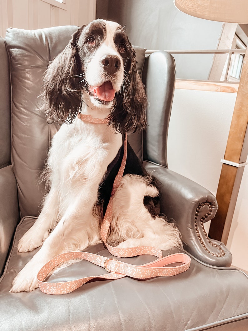 Op de afbeelding: Een Springer Spaniel-hond met een roze bloemenkraag en riem zit in een grijze fauteuil. De hond kijkt omhoog en heeft zijn tong uitgestoken.