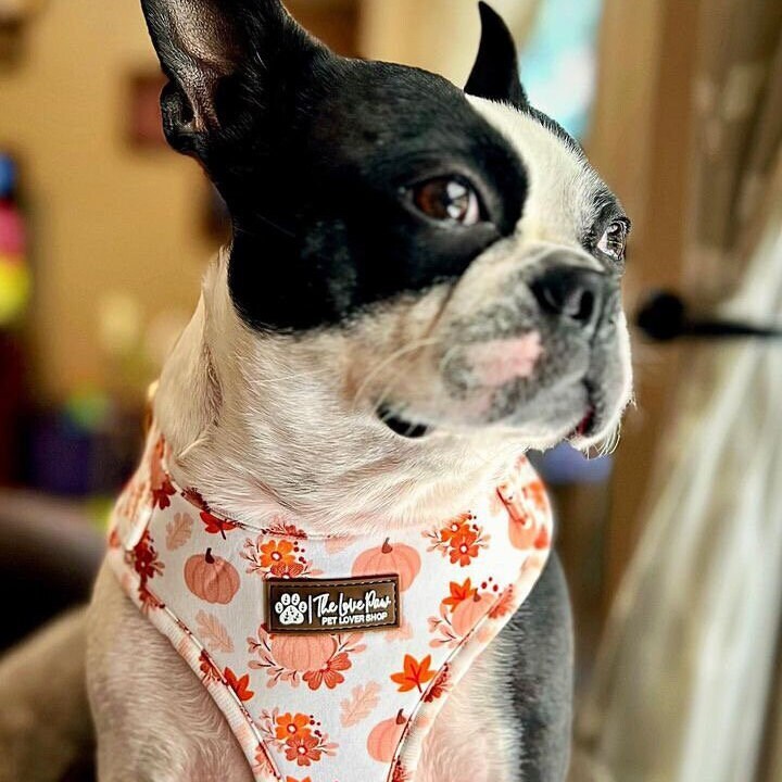 Pumpkin Patch Hundegeschirr M - Verstellbares Herbst-Design Geschirr Für Hunde