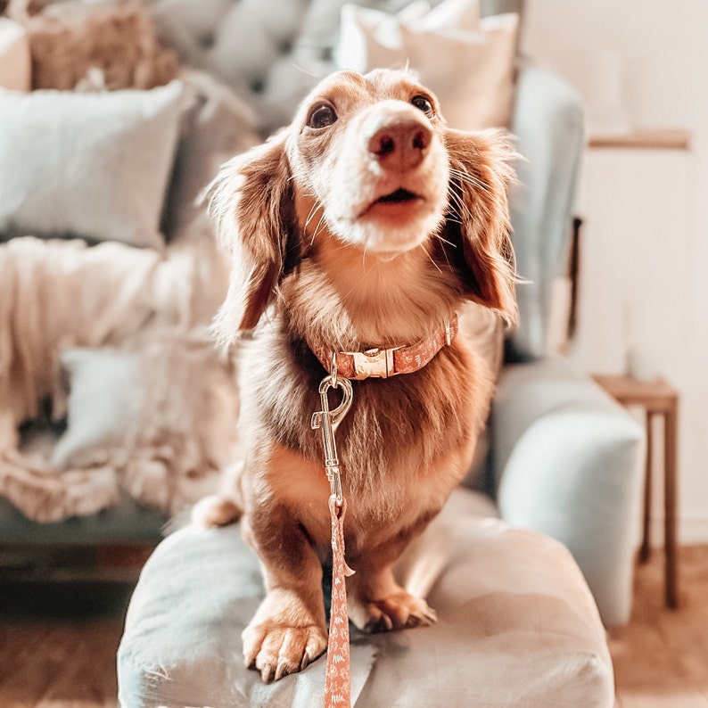 Op de afbeelding: Een bruine en witte teckel met een roze halsband en een riem, zittend op een lichtroze en wit gepatroneerd oppervlak. De hond kijkt omhoog en heeft een nieuwsgierige uitdrukking.