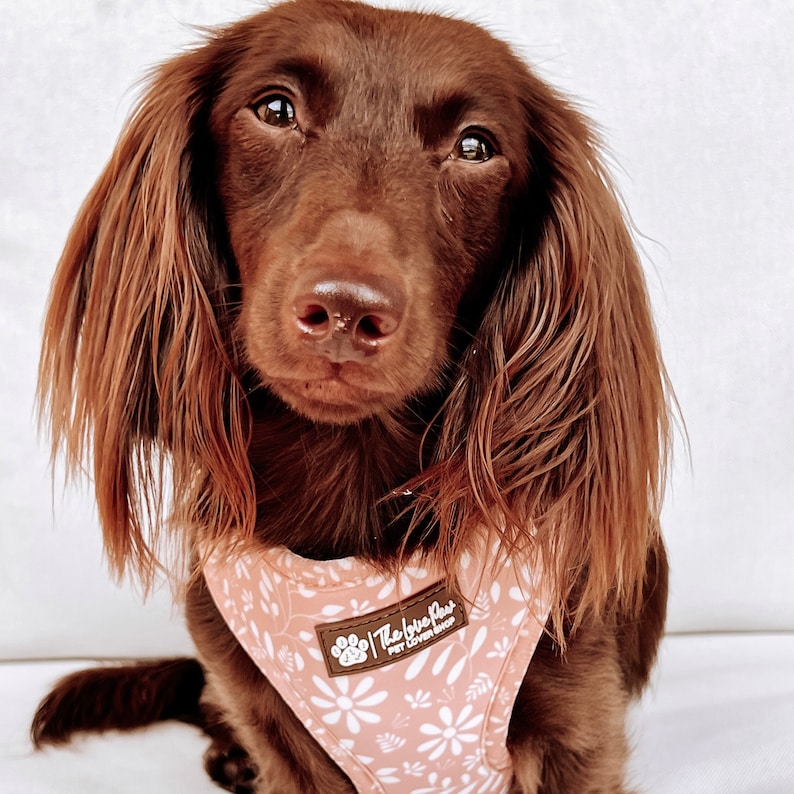 May include: A brown dachshund wearing a pink floral dog harness with the text "The Love Knot Pet Lover Shop".