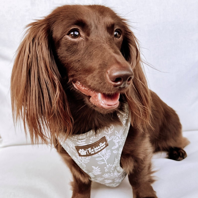 Sage Grün Boho Hundegeschirr, niedliches Hundezubehör, Mädchen / Jungen Hundegeschirr, Blumenstilvolles Muster, weicher und haltbarer Hund, goldene Schnallen Bild 10