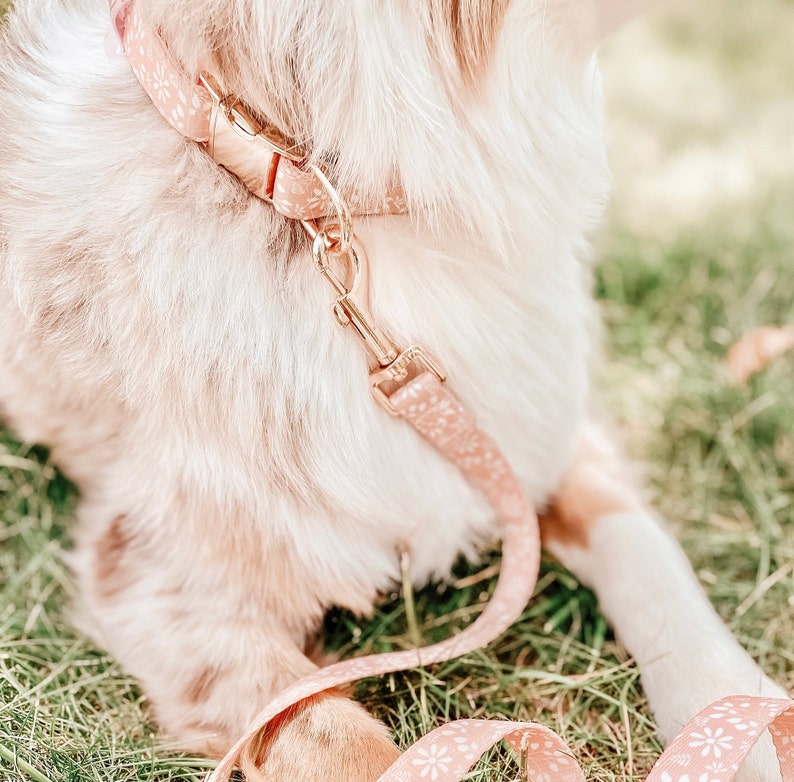 Op de afbeelding: Een roze hondenhalsband met een bloemenpatroon en gouden hardware is bevestigd aan een bijpassende roze riem met een bloemenpatroon.