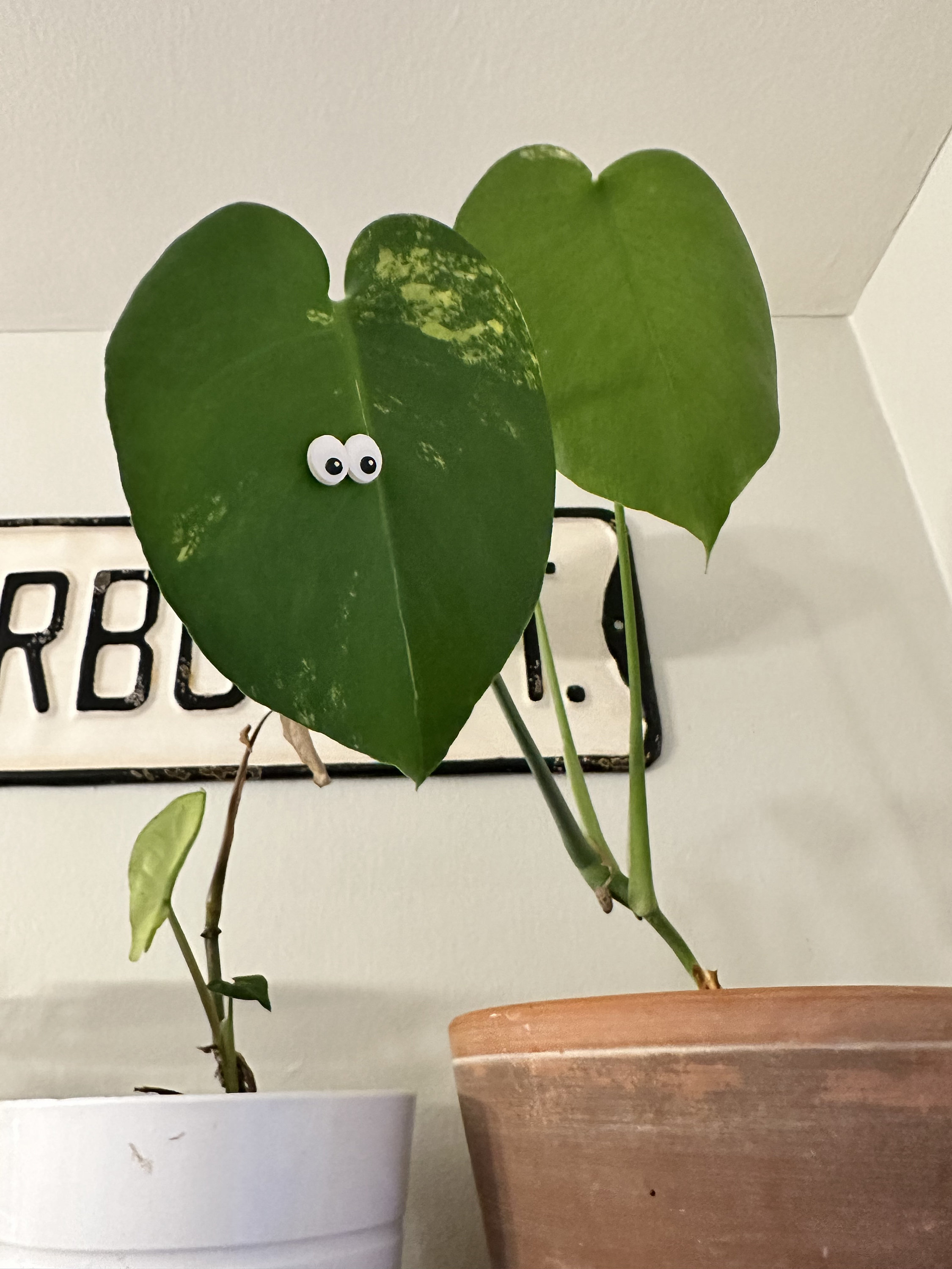 Plant Pals Googly Eyes and Sunglasses pack of 4 Etsy