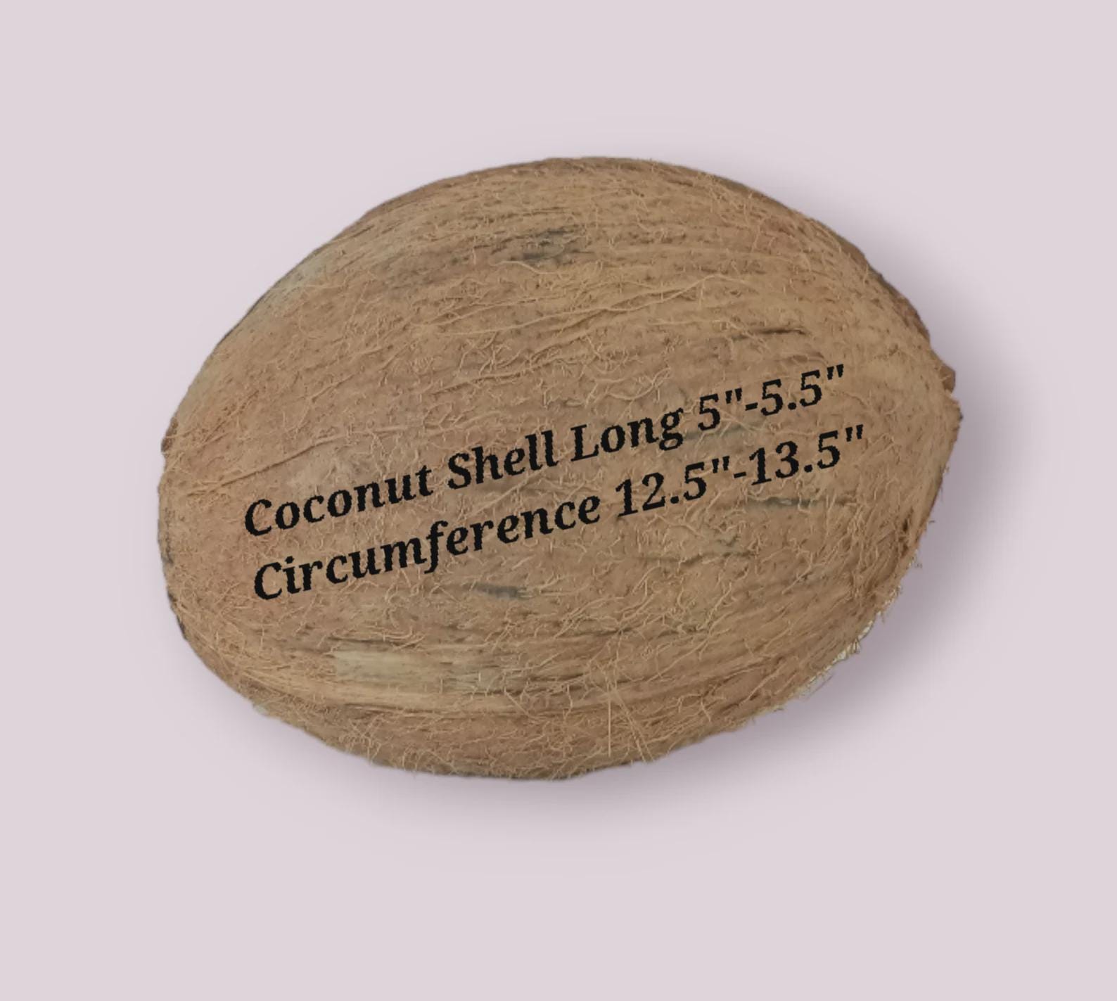 Whole Coconut Shell Coconut Shell Medium Coconut Whole Empty Coconut ...