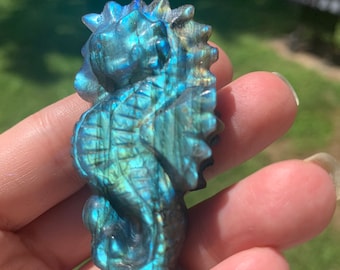 Labradorietzeepaardje met mooie blauwe flits!