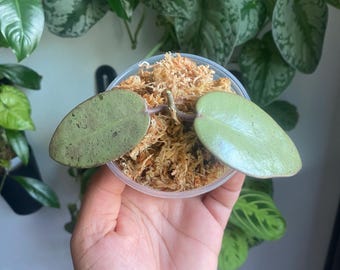 Hoya Silver Dollar (Exact plant)