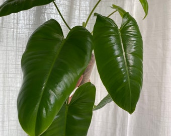 Philodendron Burle Marx (Exact plant)