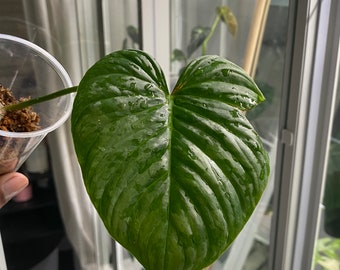 Philodendron Majestic (Exact plant)