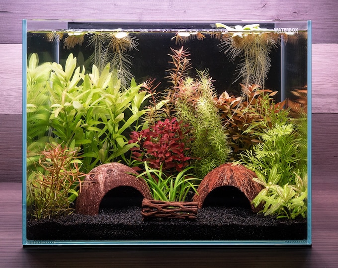 Live Aquarium Plants Packages Etsy