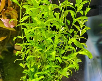 Easy Aquarium Plant- Pearlweed (HEMIANTHUS MICRANTHEMOIDES)