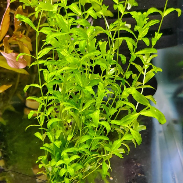 Easy Aquarium Plant- Pearlweed (HEMIANTHUS MICRANTHEMOIDES)