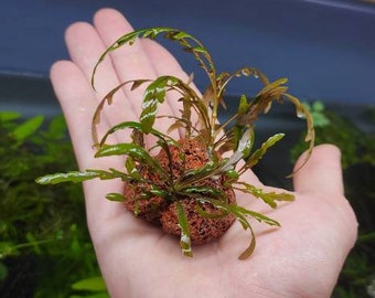 Hygrophila Pinnatifida on the Rock