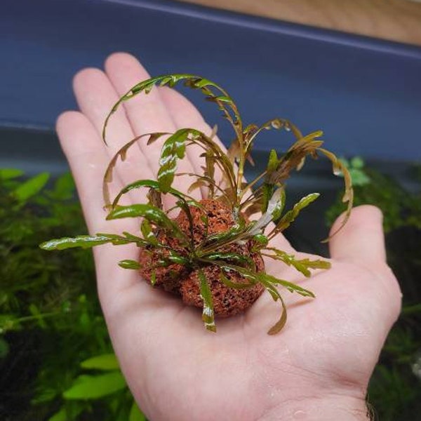 Hygrophila Pinnatifida on the Rock