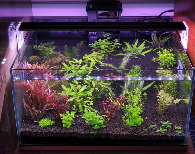 100 Plants 21 Species Live Aquarium Plant Package Etsy