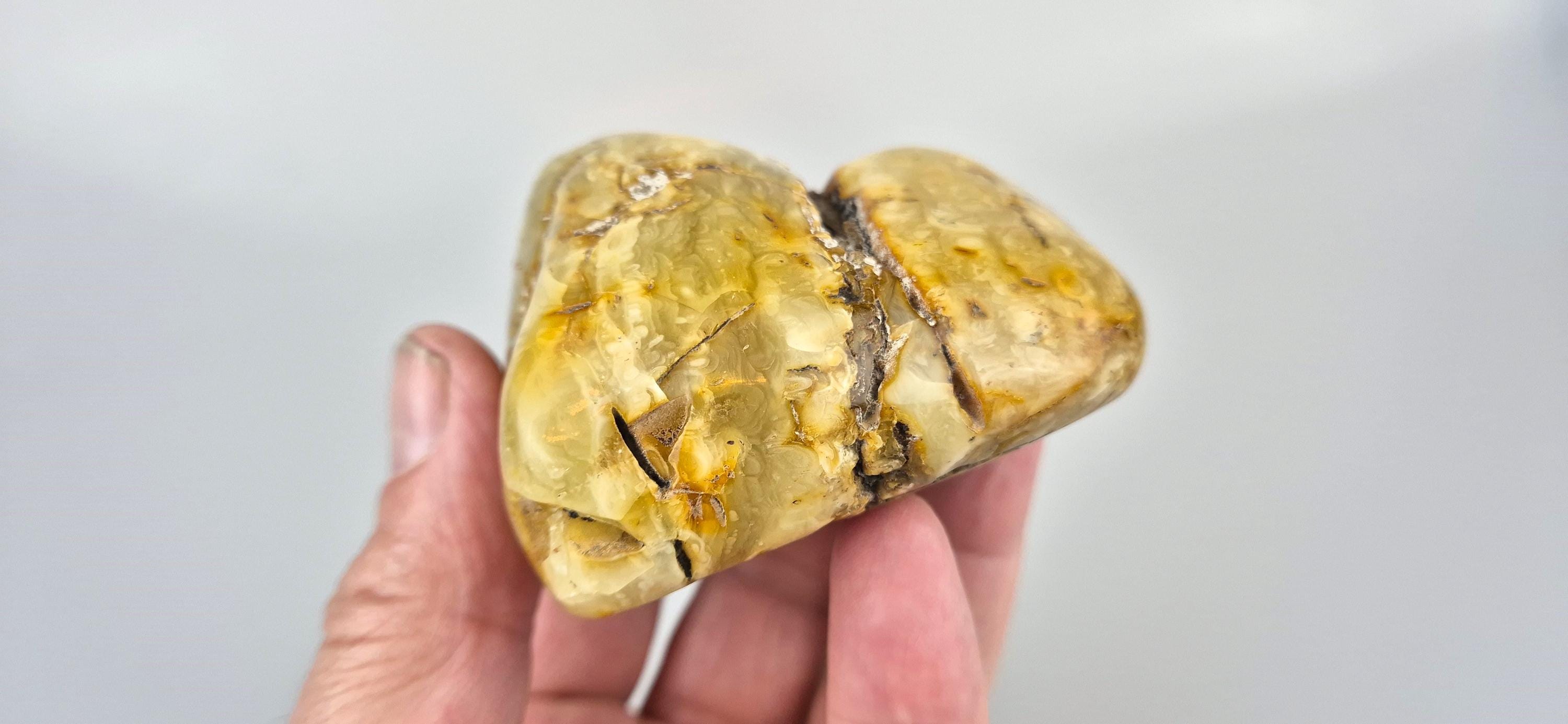 Collectible Baltic Amber Stone: Tree Inclusion, Lithuanian Jewelry Gift ...