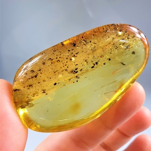 Amber Insect, Inclusion in Amber, Fossilized Amber, Baltic Amber Insect, Bug in Amber, Rare Collectible Baltic Stone, Bernstein Einschlusse