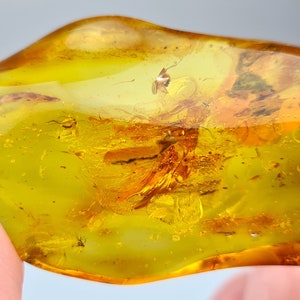 Amber Stone, Tree Inclusion in Amber, Fossiled Amber, Baltic Amber Insect, Bug in Amber, Rare Collectible Stone, Bernstein Einschlusse, Gift