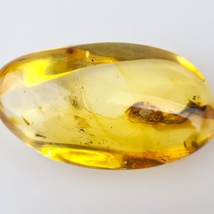 Amber Insect, Inclusion in Amber, Fossiled Amber, Baltic Amber Insect, Lithuania Bug in Amber, Rare Collectible Stone, Bernstein Einschlusse