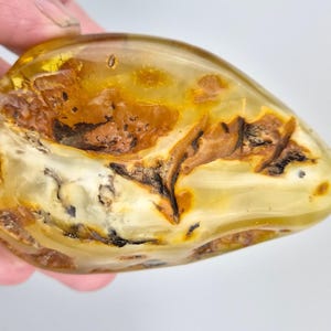 Rare Collectible Stone, Big Amber Stone, Baltic Amber Insect, Tree Inclusion in Amber, Fossiled Amber, Bug in Amber, Bernstein Einschlusse