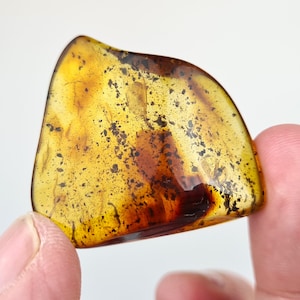 Baltic Amber Stone, Inclusion in Amber, Fossiled Amber, Baltic Amber Insect, Bug in Amber, Rare Collectible Stone, Bernstein Einschlusse