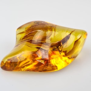 Huge Inclusion in Amber, Rare Stones for Collection, Fossils in Baltic Amber, Gemstones, Raw Amber Stones,Untreated & Perfect for Meditation