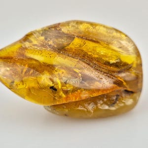 Fossils in Baltic Amber, Huge Inclusion in Amber, Rare Stones for Collection, Gemstones, Raw Amber Stones, Big Amber, Perfect for Meditation