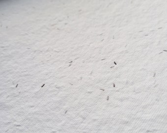 Cartoncino di carta di colore bianco fatto a mano con semi 20 "x 30" - Carta fatta a mano dell'Himalaya A1