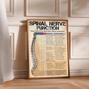 May include: A framed poster titled "Spinal Nerve Function" with a detailed illustration of the human spine. The poster includes anatomical information, nerve levels, innervation, and possible symptoms. The poster is in a wooden frame.